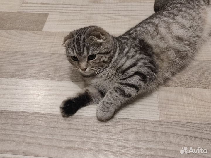 Шотландский кошка вязка