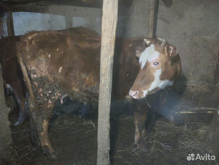 Корова телка, и бычок месячный