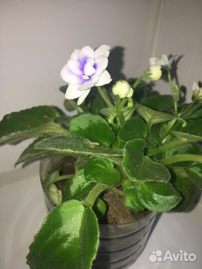 Герань, фиалки И многое другое