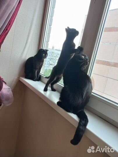 Кошка в дар бесплатно