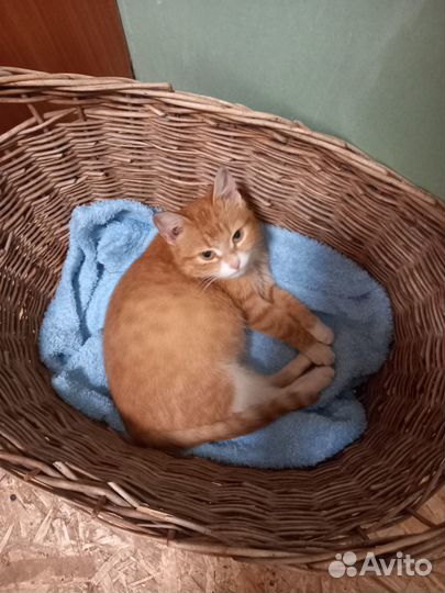 Рыжая кошечка