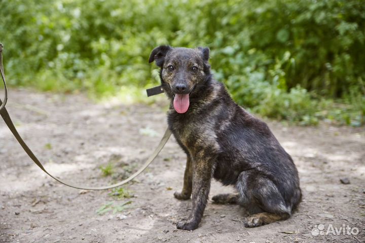 Хорошая собака Клёпа в добрые руки