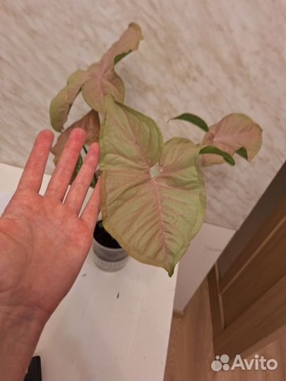 Сингониум розовый