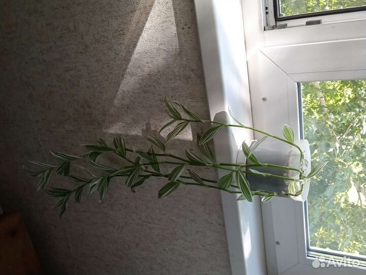 Традесканция