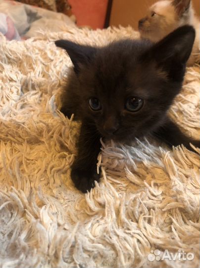 Котята отдам бесплатно