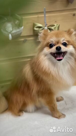 Груминг шпица