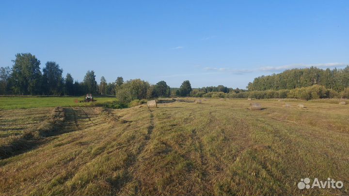 Продам сено