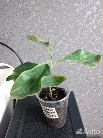 Лимон, апельсин вариегатные