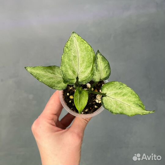 Сингониум сахарное сердце