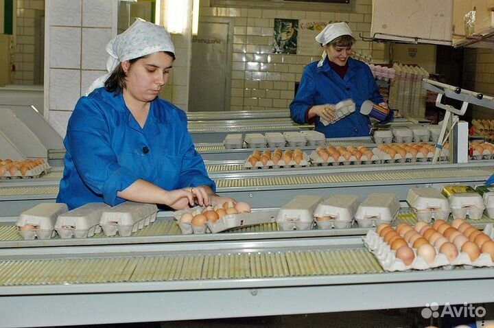 Ищем сотрудника на птицефабрику без опыта Пермь