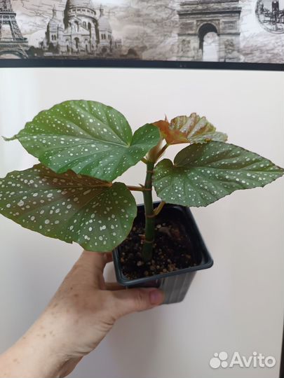 Бегония Кейн, цветы комнатные