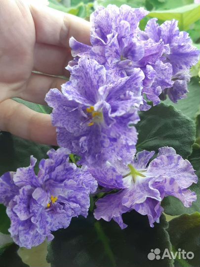 Фиалка черенок