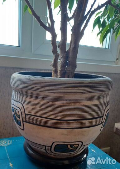 Фикус бенджамина большой