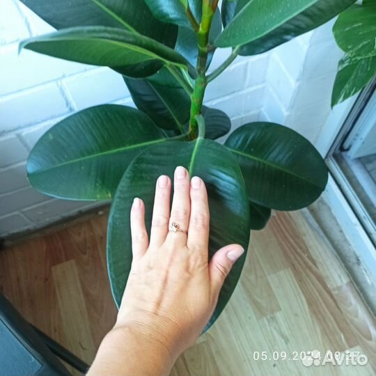 Фикус каучуконосный