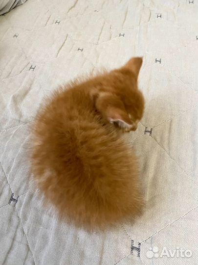 Котенок в добрые руки
