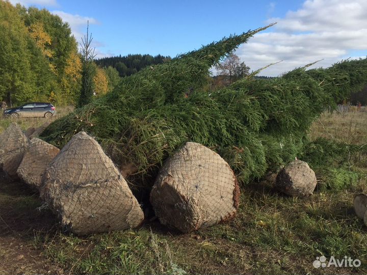 Крупномеры, Саженцы Ели и Сосны