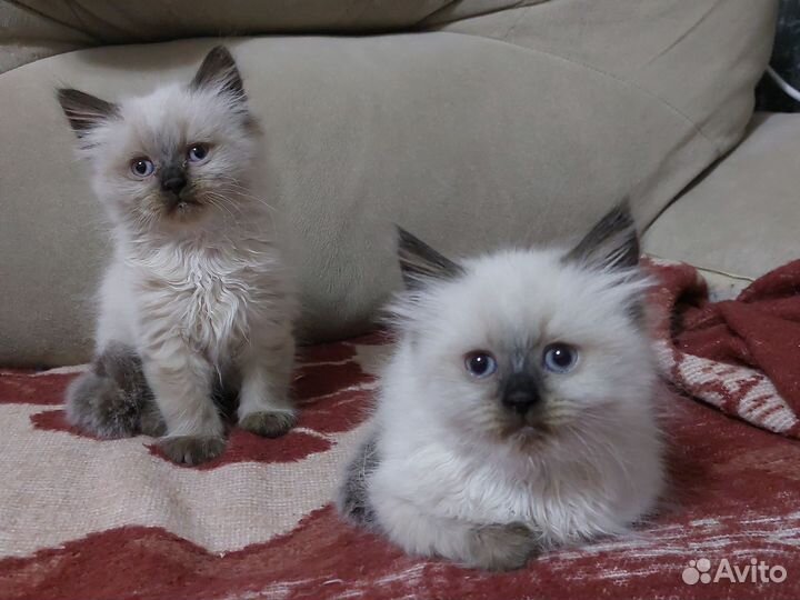 Невская маскарадная