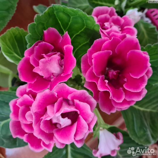 Глоксинии детки махровые