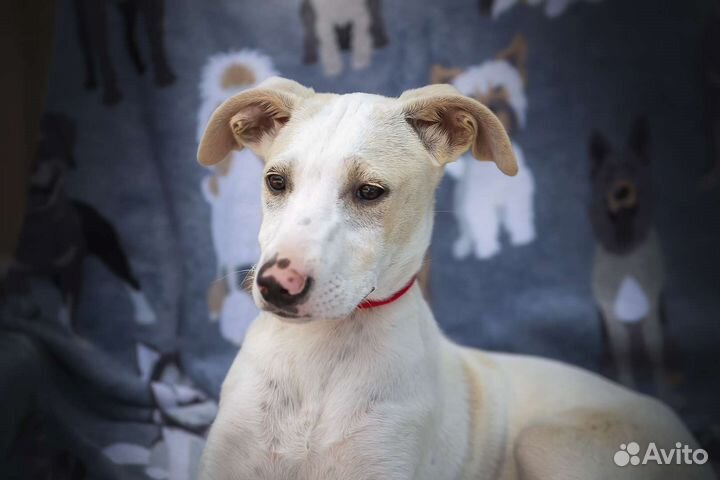 Щенок, метис уиппета