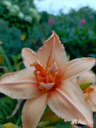 Лилейники сортовые