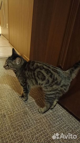 Домашние кошки