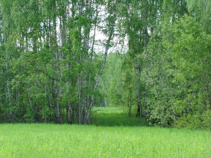 Участок 25 сот. (СНТ, ДНП)