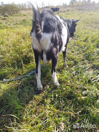 Козел зааненский вязка