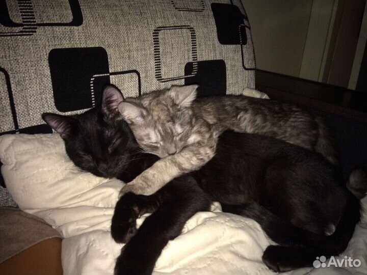 Отдам шотландского кота
