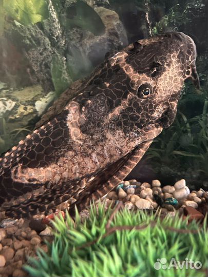 Сом парчовый (птеригоплихт)размер около 50 см