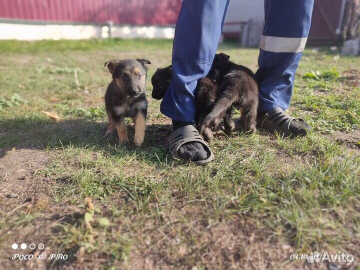 Собаки щенки немецкая овчарка