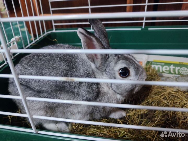 Зайчик серый