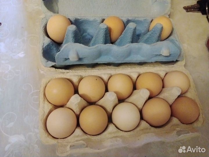 Инкубационное яйцо брама колумбийская в наличии