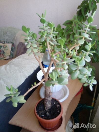 Продаю денежное дерево 2 штуки или обмен
