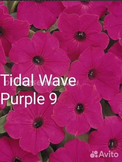 Черенки петунии