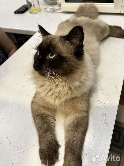 Котик на вязку