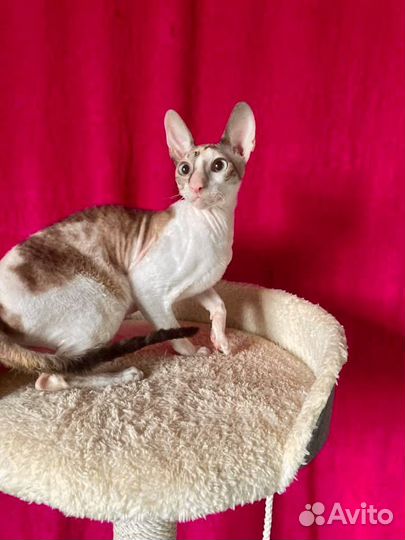 Кошечка корниш рекс