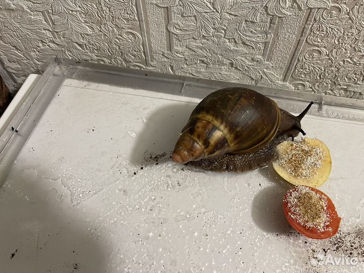 Улитка Архахатина Маргината Сутураоис, Иктерик