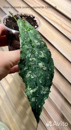 Хойи продажа