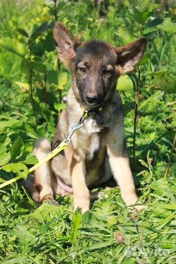 Щенок в добрые руки (в дар) бесплатно