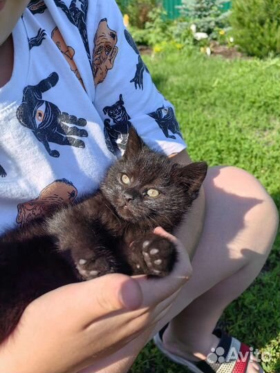 Кошечка метис британка