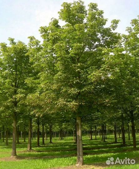 Каштан конский