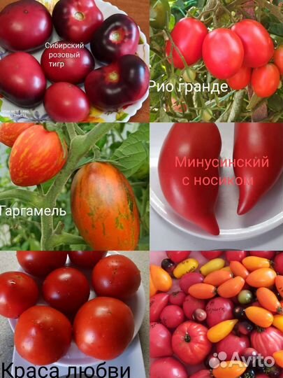 Урожайные семена томатов