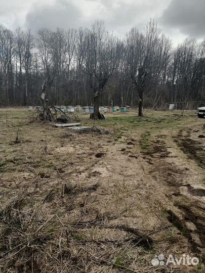 Продается пасека