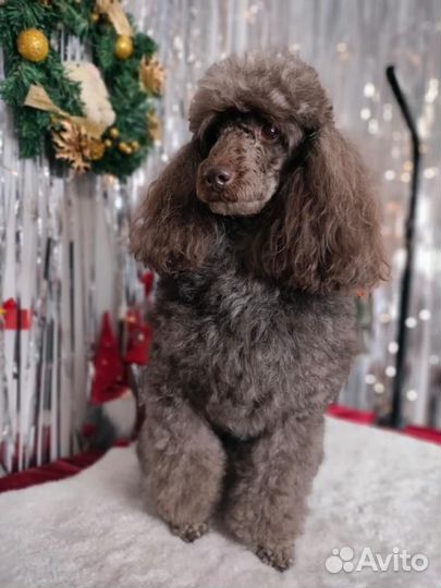 Пудель ищет невесту