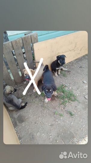 Собака в добрые руки отдам бесплатно