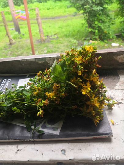 Трава зверобой
