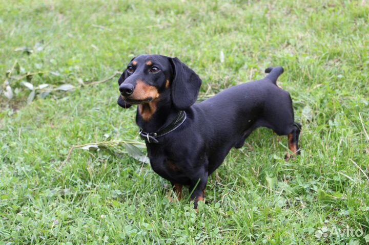 Такса миниатюрная. Вязка