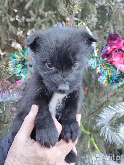 Щенок в добрые руки бесплатно