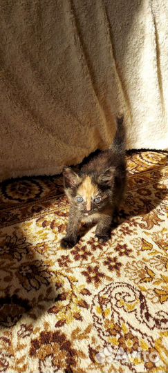 Кошечка, котенок 2 мес в добрые руки