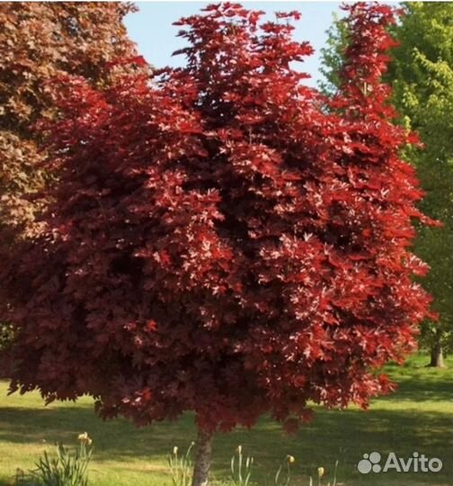 Клен кримсон сентри
